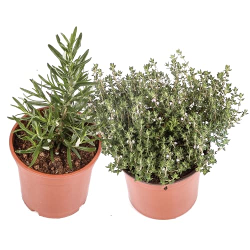 Romero y Tomillo DECOALIVE Plantas Aromáticas Ideales para Cocinar