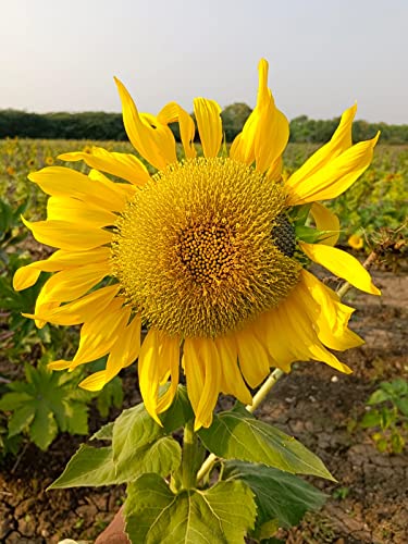 Image of Eywa Seeds & Exports Pvt Ltd Organic Sunflower Oil (1 Liter) Cold Pressed /Wood Pressed Oil|Surajmukhi /Sunflower Kachi Ghani Ka Tel By (Suhani) Eywa