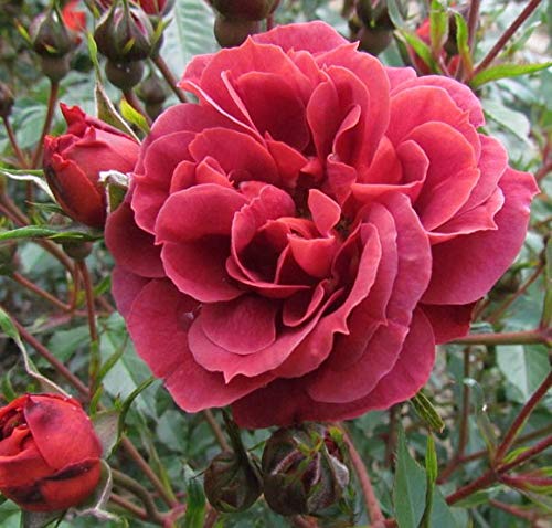 Chocolate Drop - Bareroot Floribunda Garden Rose Bush - Exclusive Rose! Fabulous Numbers of Smokey red Flowers with Golden centres, Early Eye catching displays, Repeat Flowering