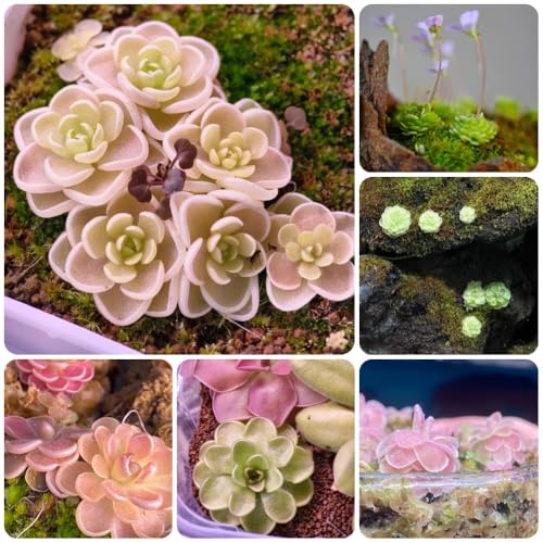 Semillas de plantas carnívoras de Butterwort, Planta de balcón, semillas resistentes. Semillas de plantas de butterwort, Pinguicula vulgaris, plantas de interior exóticas jardín de 250pcs