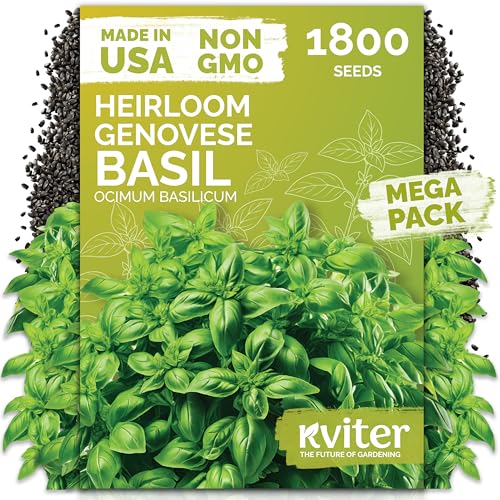 KVITER 1800 Genovese Basil Seeds for Planting (Ocimum basilicum) - Classic Savory Sweet Italian Basil - Non GMO & Heirloom Seeds for Kitchen Herb Garden Containers & Beds Indoors/Outdoors