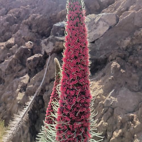 semi di buglossa vipera comune - giardino, viperina resistenti all'esterno resistenti per il giardino selvatici da balcone 125pcs