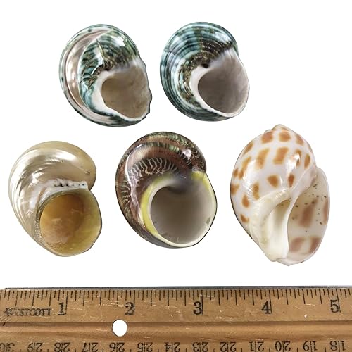 Image of MMvolesy Assorted Turbo Shell,Hermit Crab Shells 5Pc 1.5-2 Inch