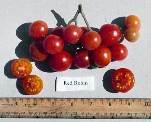 Miniatura 6 de Más de 30 semillas de tomate Red Robin enano, reliquia sin OMG, dulce, bajo en ácido, determinado, polinizado abierto, delicioso, Lycopersicon