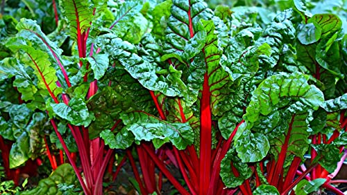 Lote de 200 semillas de acelga de ruibarbo - deliciosas hojas comestibles cocinadas en mantequilla, crema, muy decorativas, sabrosas - buen rendimiento - reproducible