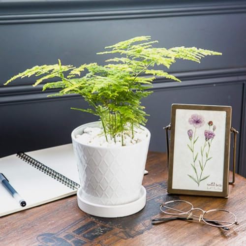 Image of BUYMAX Succulent Planter -5 inchinch Ceramic Flower Pot with Drainage Holes and Ceramic Tray - Gardening Home Desktop Office Windowsill Decoration Gift Set 4 - Plants NOT Included