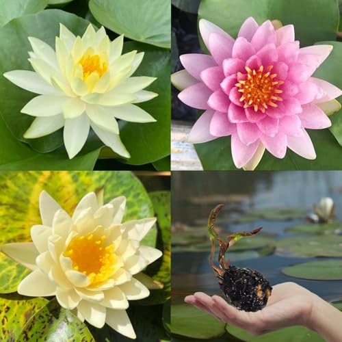 3 Pre-Grown Hardy Waterlilies Rhizomes Live Tuber in White, Pink,