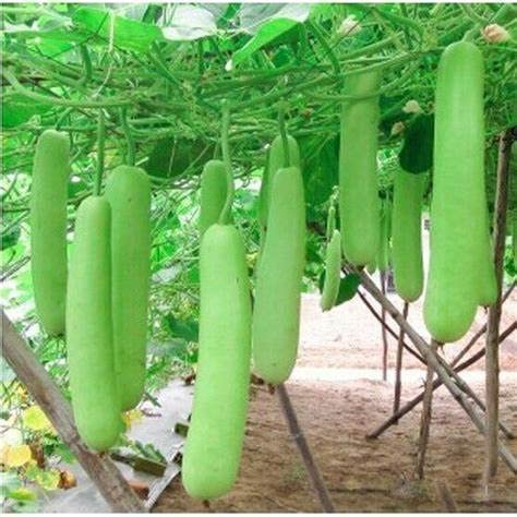 50 Long Bottle Gourd Seeds Seeds White-Flowered Gourd Squash Lauki Doodhi Seeds