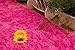 Forever Lover Soft Indoor Morden Shaggy Area Rug Pad, 2.5 X 5-Feet, Hot Pink