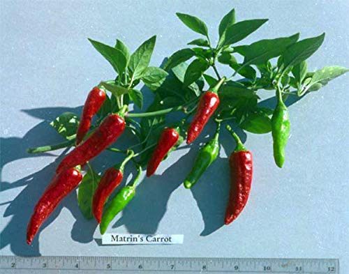 3 LIVE PLANTS - Martin's Carrot Pepper, Mild Heat perfect for containers. Capsicum annuum