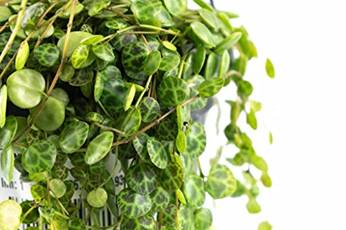 String of Turtles | Onrooted snijdingen 5 onrooted snijdingen - Afbeelding 8