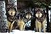 Wolves (Three Wolves in Snow) Art Poster Print - 24x36 Poster Print, 36x24 Collections Poster Print, 36x24