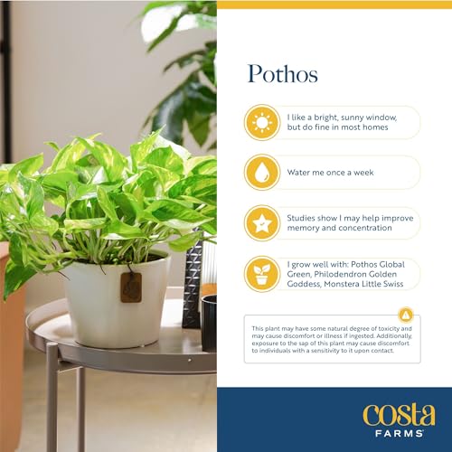 Image of Costa Farms Silver Streak Pothos Live Plant in Self Watering Pot, Air Purifying Indoor Houseplant, Perfect for Home, Room, or Office Decor, Great House Warming or Birthday Gift, 10-16 Inches Tall