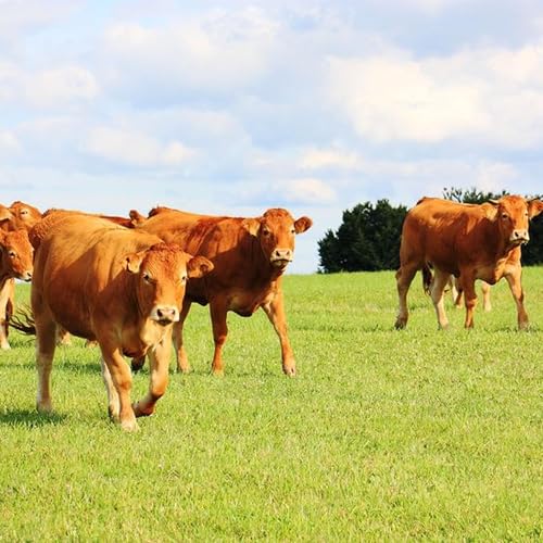 Could dairy-cross cattle become the new norm for Australia's beef market?