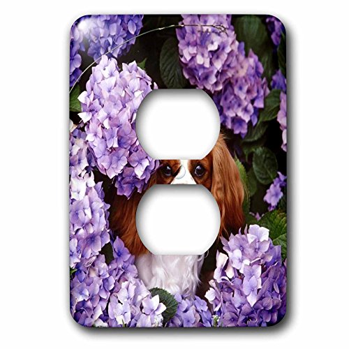 Cavalier King Charles Spaniel plaque 2 prises pour cacher les fixations ternes