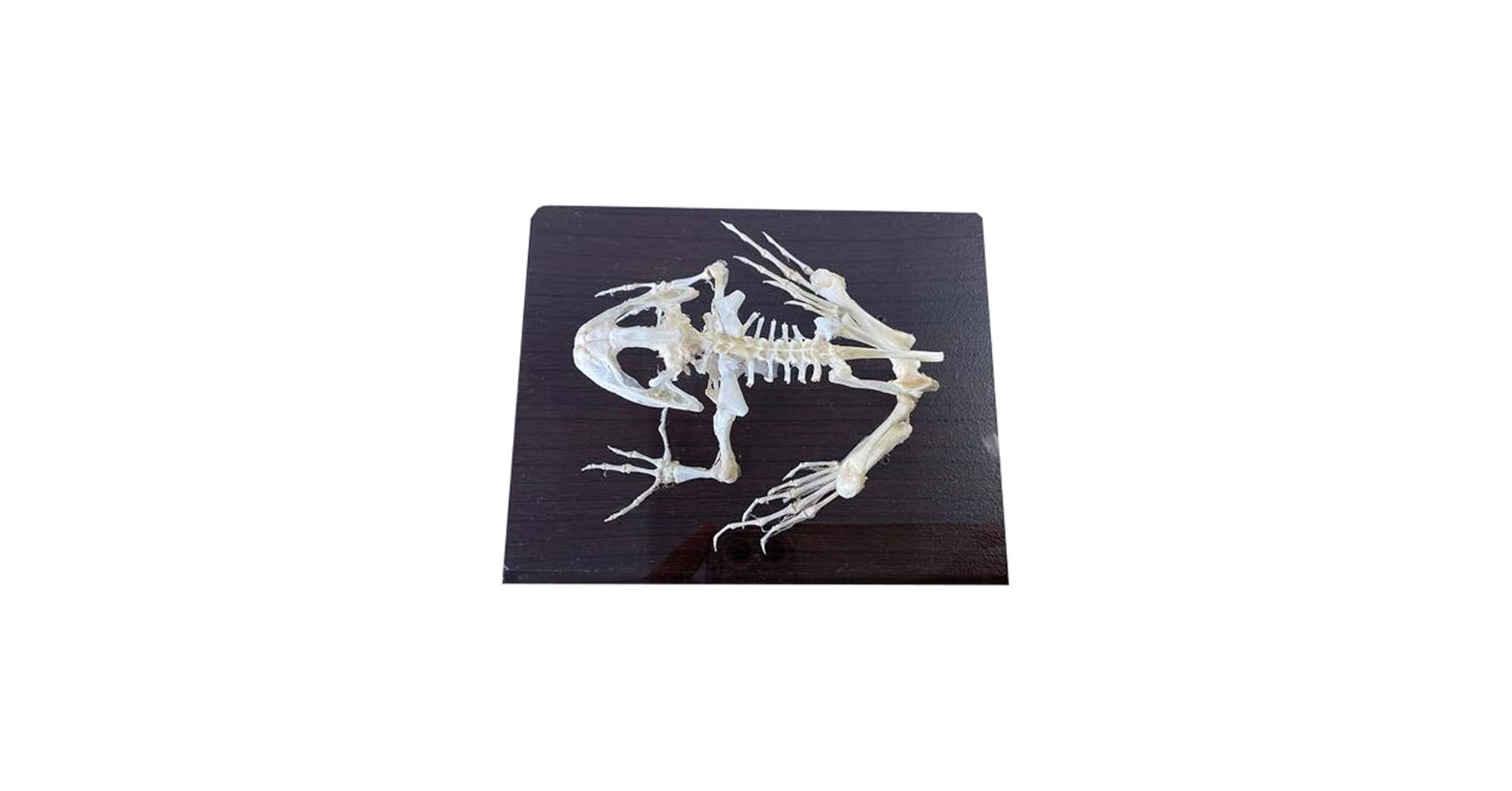 ウシガエル　標本 61edBORA8LL._AC_UF894,