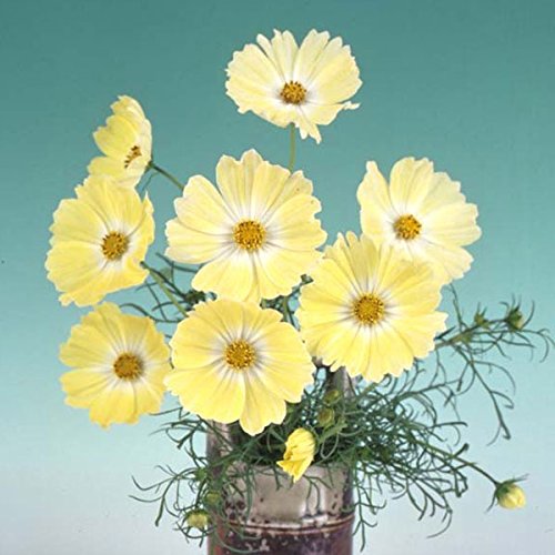 コスモス：イエローキャンパス3号ポット 4株セットのサムネイル
