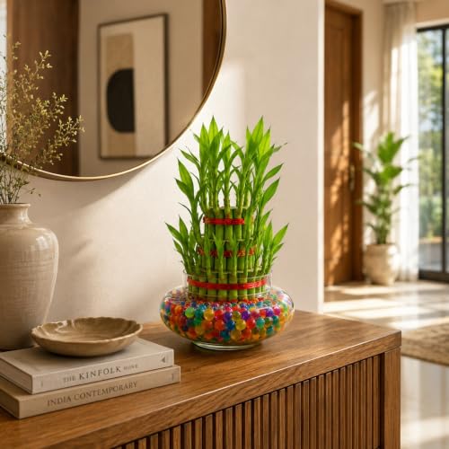 Image of Abana Homes 3 Layer Bamboo Live Plant With Glass Pot and Multicolour Jelly Beads | Natural Air Purifier Feng Shui Bonsai Plant for Indoor, Outdoor, Living Room, Office, Balcony, Home Decor and Gifting