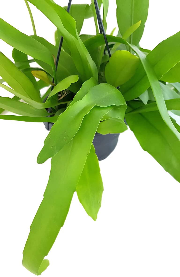 Fangblatt - Epiphyllum pumilum - auergewhnlicher Blattkaktus im  12 cm  Ampeltopf - hngender Kaktus : Amazon.de: Garten