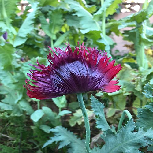 250 Black Swan Peony Poppy Papaver Somniferum Dark Burgundy, Annual, Open Pollinated, Non-Gmo Heirloom Flower Seeds -Qauzuy Garden #TOP2