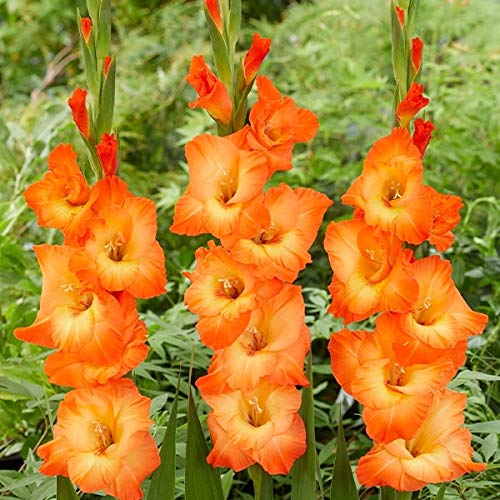 球根 グラジオラスの人気商品 通販 価格比較 価格 Com