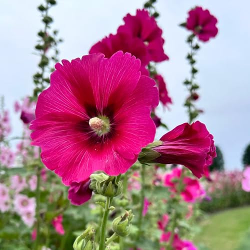 semi di malvarosa perenne resistente, malvarosa ornamentali decorazione tappezzante perenne resistente rare, decorazione soggiorno, ombra 300pcs