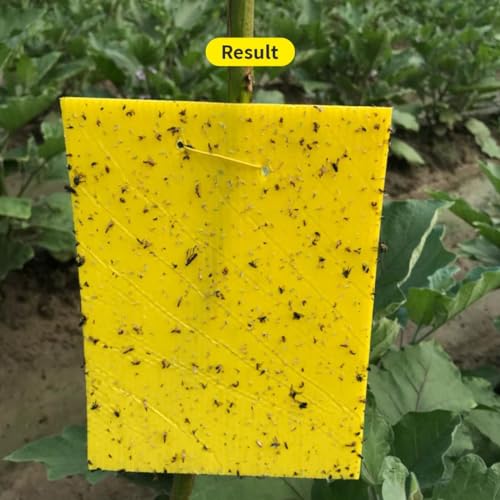Image of ECO Sticky Trap /Insect Trap /for Garden & Farm to Control Whitefly, Thrips, Aphids, Jassids Pack of 1.