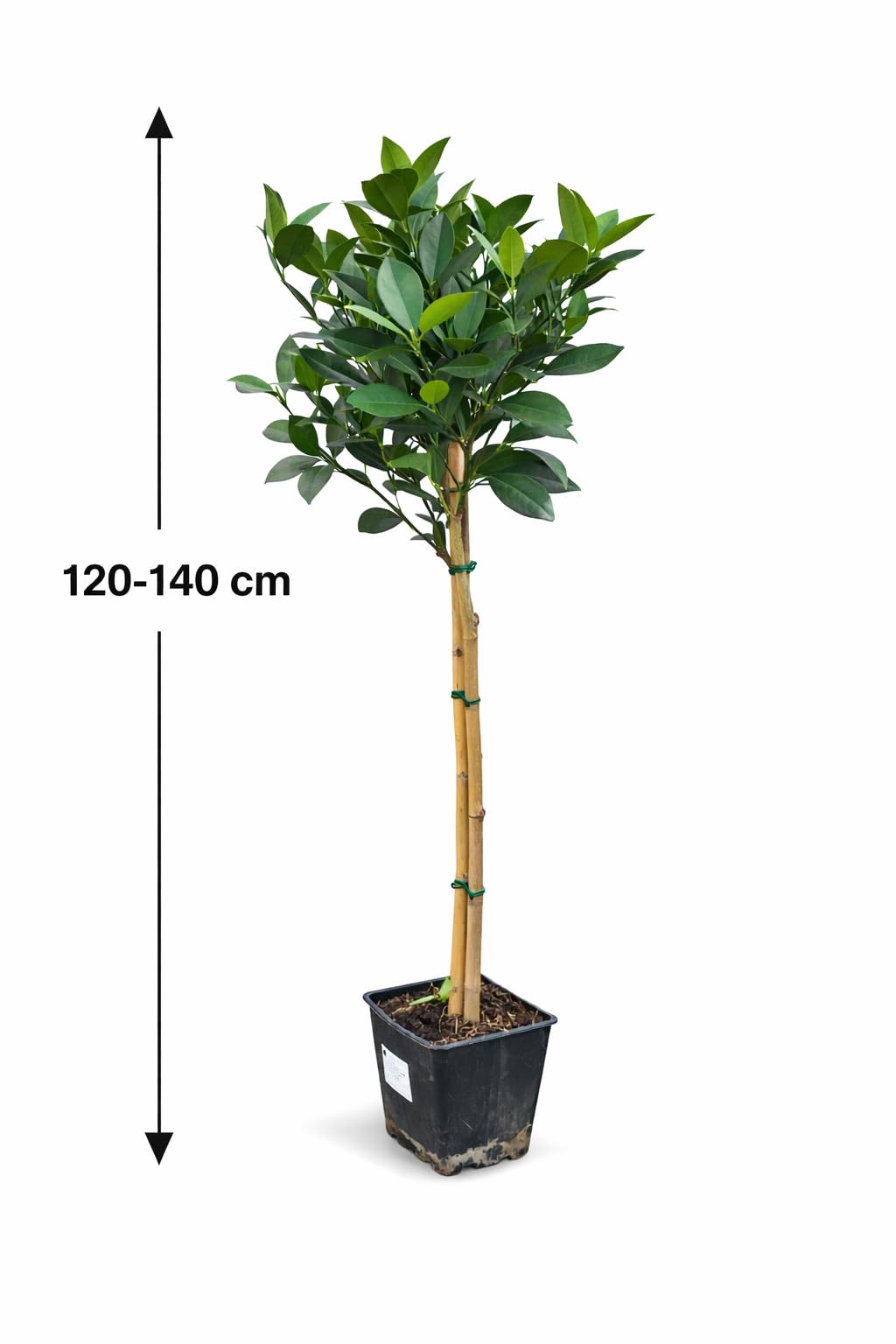 Orangenbaum Citrus sinensis 'Washington Navel' 120-140 cm – Saftige Süßorangen, pflegeleicht & ertragreich – Ideal für Garten, Terrasse & Wintergarten – Immergrün & dekorativ