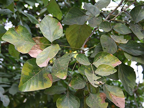 See full amazon price history chart for HERBALISM White butea monosperma Plant HERBALISM White butea monosperma Plant (B098NSZQYS) Amazon Price History, Amazon Price Tracker