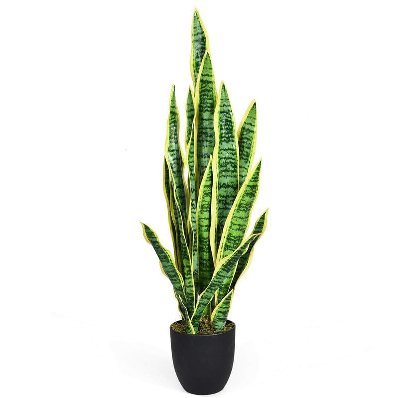 little jungle sansveria Hahni pagoda variegated (rare) PACK OF 1 (B0CSDYKN1L) Amazon Price History, Amazon Price Tracker