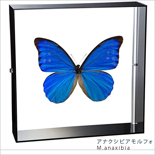 蝶の標本　アフリカを代表するチョウ(珍) 蝶の標本 アフリカを代表するチョウ(珍) 標本