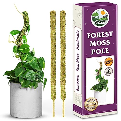 7 Best Moss Pole For Monstera A Comprehensive Guide