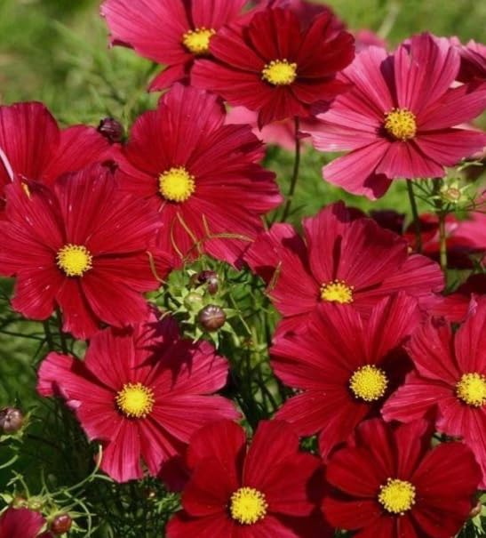 1 Pack of 25 SEEEDS Cosmos Dwarf Rubenza