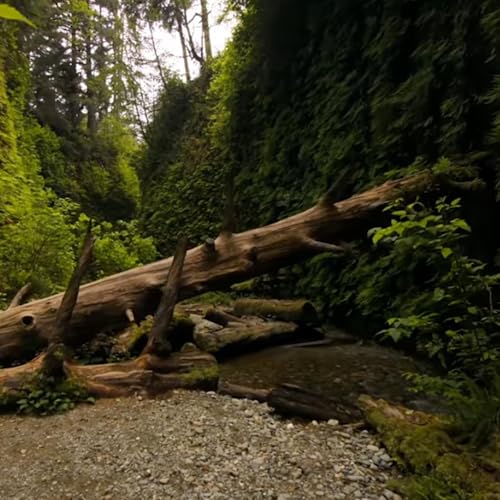 The Deathless and the Dying. London 11.2025