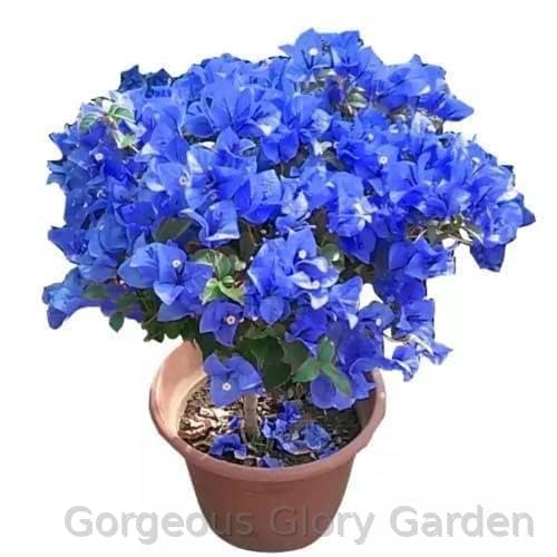 Gorgeous Glory Garden Live ougainvillea Blue Color Flower Plant Live with Black Plastic Pot. (B0D4ZN5LLP) Amazon Price History, Amazon Price Tracker