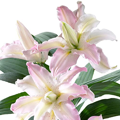 Easy to Grow Lilium Oriental Lily 'Soft Music' Plant Bulbs (3 Pack) - Pink White Fragrant...