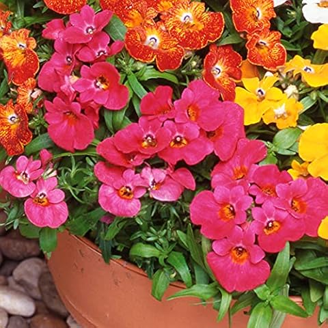 Welldales 100 Mixed Perennial Flower Seeds Cover