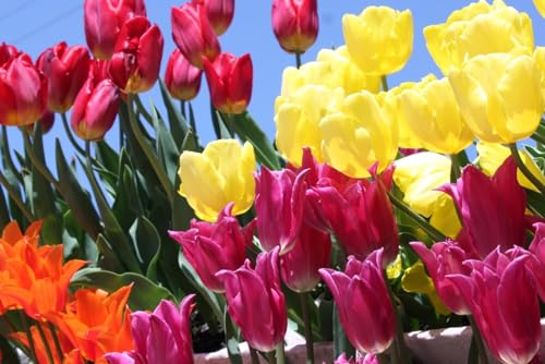 おまかせ チューリップ 球根 ミックス 安心の国内出荷 色分けなし (30個)のサムネイル