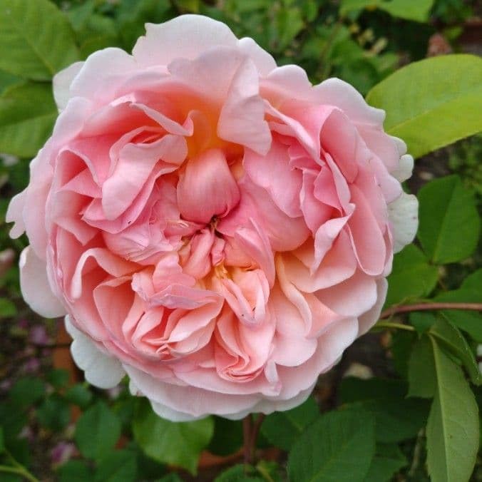 バラ苗　バラ挿し木苗 Amazon.co.jp: バラ苗挿し木苗 ER廃盤品種 1苗 : DIY, Tools & Garden