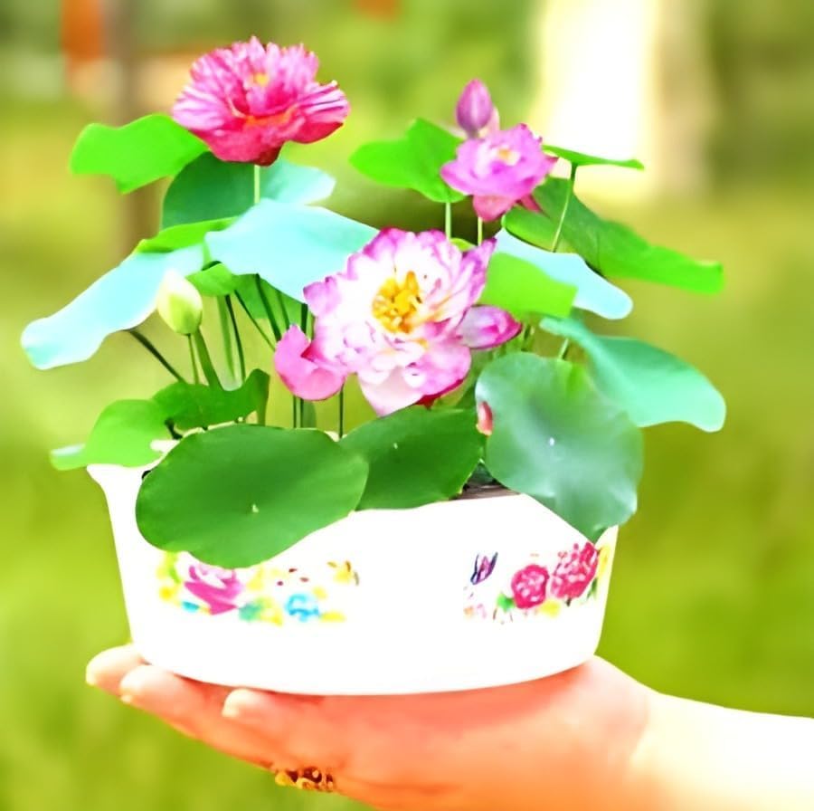 SEILOZBUNIA FARM - All Season "THOUSAND LOTUS"One Time Many Flower (Mini) Water Lily (TUBER Root) Aquatic Plants Easyle from tuber Indoor Outdoor Decor can grow in Small Jar,Mug Guarante Blooming (B0CWNK5XX8) Amazon Price History, Amazon Price Tracker