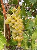 Bianca – robuste und winterharte Tafeltraubenrebe | Süße, feinwürzige Trauben | Ideal für Garten, Balkon & Weinbereitung | 3-jährige getopfte Weinrebe