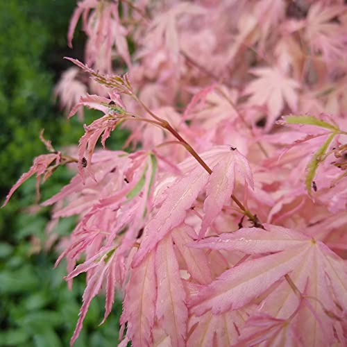 Acer palmatum Taylor - Japanese Maple Tree | Large Outdoor Garden Ready Plant in Pot (50-70cm Incl. Pot)