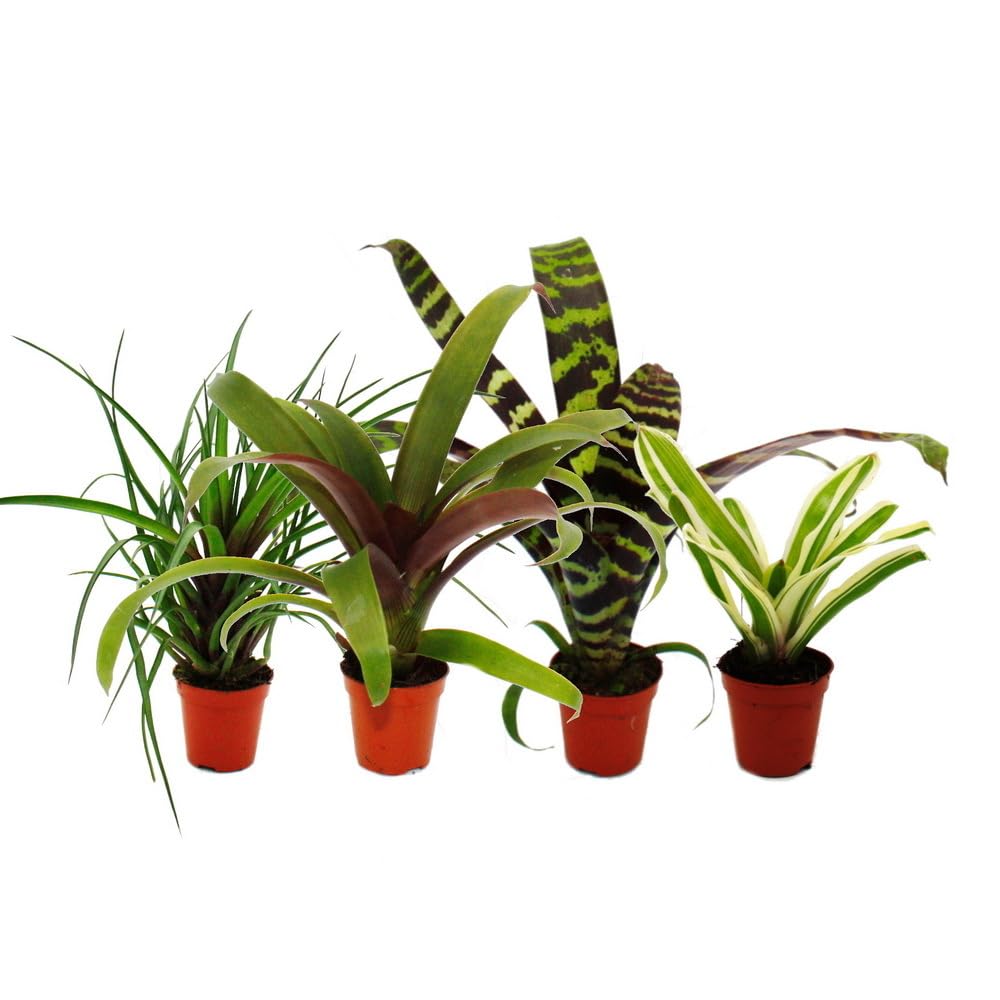 Mini broméliacées Nature's Touch : sublimez votre bureau avec élégance