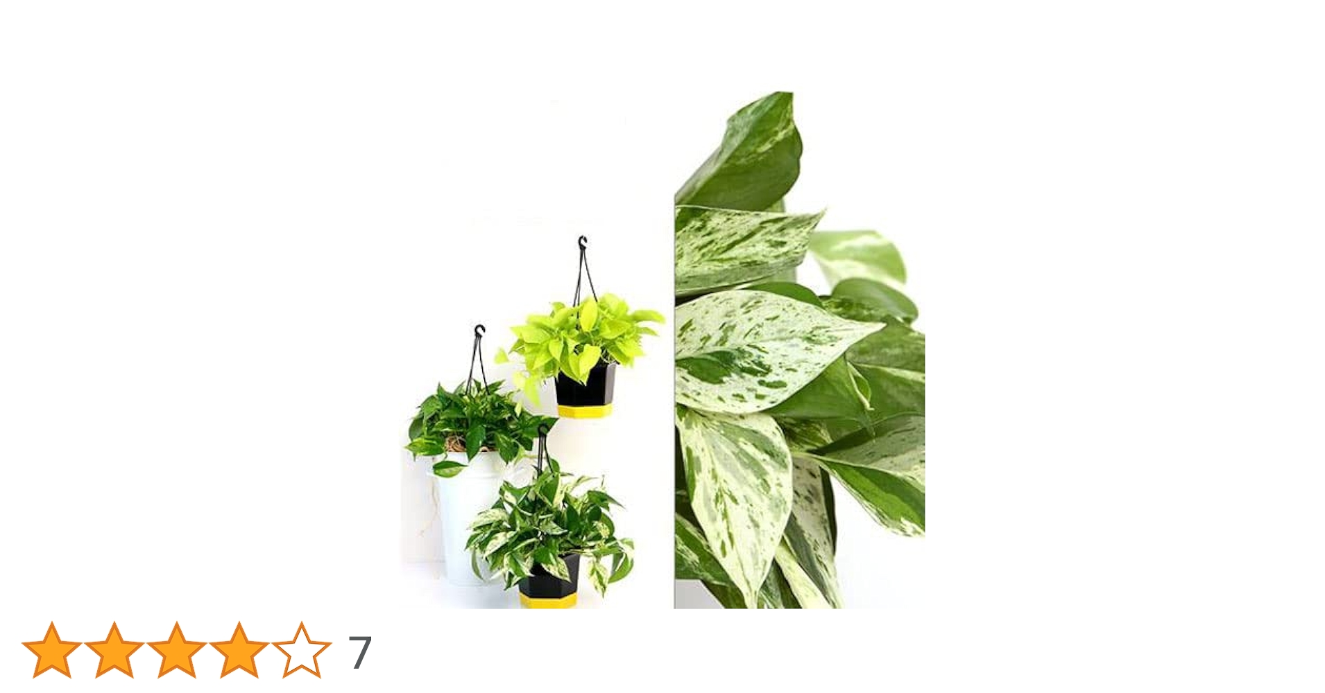 ⭐ポトス⭐リゾートポトス⭐サービスカット5本⭐発根済み Amazon.co.jp: 観葉植物 ポトス エンジョイ スクエアプラ鉢 3.5