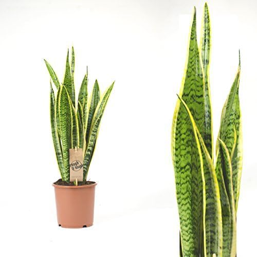 Inter Flower – 1 x Sansevieria Laurentii 80 cm Popular Room Plants, Air Cleaning, Arched Hemp Family Plants Asparagacea, Succulent Plant, Exotics.