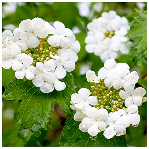 1 Guelder Rose Hedging Plant Viburnum Opulus Native Hedge,Flowers & Berries 2-3ft Tall 1L Pot 3fatpigs®