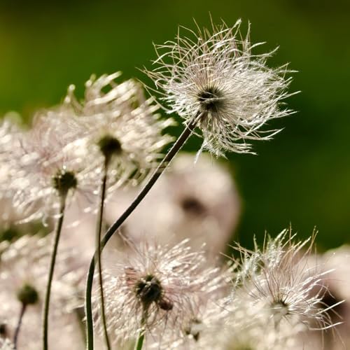Semillas de pulsatilla, semillas de flores silvestres Semillas de la planta de flor de Pascua, plantas perennes resistentes Plantas de jardín perennes resistentes plantas de exterior 400pcs