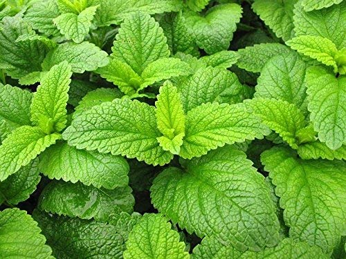 Lemon Balm, Melissa seeds Melissa officinalis