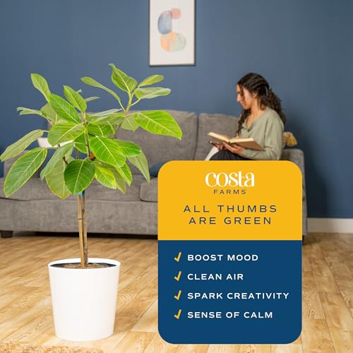Image of Costa Farms Ficus Tree Assorted Live Plant in Decorative Pot, Large Indoor Houseplant, Perfect for Home, Room, or Office Decor, Great House Warming or Birthday Gift, 3-4 Feet Tall