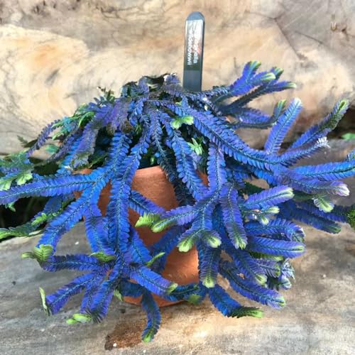 3 piezas comprar rosa de jericó - plantas de balcón plantas de jardín de roca resistente, Cebolla Selaginella tamariscina plantas resistentes en maceta plantas de balcón camas